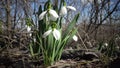 Amaryllidaceae, Amaryllidoideae, Galanthus elwesii