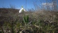 Amaryllidaceae, Amaryllidoideae, Galanthus elwesii Elwes`s snowdrop, greater snowdrop