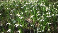 Amaryllidaceae, Amaryllidoideae, Galanthus elwesii Elwes`s snowdrop, greater snowdrop