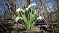 Amaryllidaceae, Amaryllidoideae, Galanthus elwesii Elwes`s snowdrop, greater snowdrop