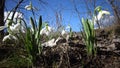 Amaryllidaceae, Amaryllidoideae, Galanthus elwesii Elwes`s snowdrop, greater snowdrop