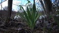 Amaryllidaceae, Amaryllidoideae, Galanthus elwesii Elwes`s snowdrop, greater snowdrop