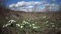 Amaryllidaceae, Amaryllidoideae, Galanthus elwesii Elwes`s snowdrop, greater snowdrop