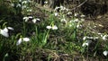 Amaryllidaceae, Amaryllidoideae, Galanthus elwesii Elwes`s snowdrop, greater snowdrop