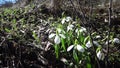 Amaryllidaceae, Amaryllidoideae, Galanthus elwesii Elwes`s snowdrop, greater snowdrop