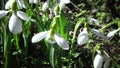 Amaryllidaceae, Amaryllidoideae, Galanthus elwesii Elwes`s snowdrop, greater snowdrop