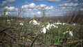 Amaryllidaceae, Amaryllidoideae, Galanthus elwesii Elwes`s snowdrop, greater snowdrop