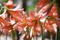 Calla Lily,Auspicious trees that Thai people like to raise It has large, colorful flowers.