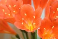 Amaryllidaceae, clivia flower macro. Royalty Free Stock Photo