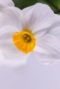 Amaryllidaceae flower in closeup macro