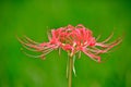 Amaryllidaceae Flowers in full bloom Royalty Free Stock Photo