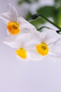 3 Amaryllidaceae fresh flower in spring Royalty Free Stock Photo