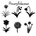 Amaryllidaceae plant family