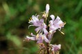 Amaryllidaceae wild spider lily flower Royalty Free Stock Photo