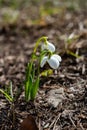 Amaryllidoideae, Galanthus (Elwes\'s snowdrop, greater snowdrop), Red Book of Ukraine