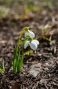 Amaryllidoideae, Galanthus (Elwes\'s snowdrop, greater snowdrop), Red Book of Ukraine