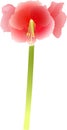 Amaryllis Royalty Free Stock Photo