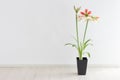 Amaryllis Royalty Free Stock Photo