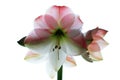 Amaryllis Royalty Free Stock Photo