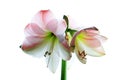 Amaryllis Royalty Free Stock Photo