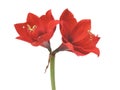 Amaryllis