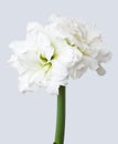 Amaryllis Alfresco on gray