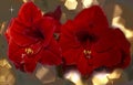 Amaryllis, amaryllidaceae, magnificent red flowers against a gold background / bokeh