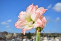 Amaryllis Aphrodite in full bloom, successful roof gardening