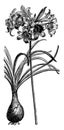 Amaryllis Belladona Blub and Flower Spike vintage illustration