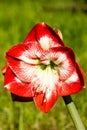 Amaryllis belladona (Hipperastrum) Royalty Free Stock Photo
