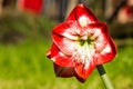 Amaryllis belladona (Hipperastrum) Royalty Free Stock Photo