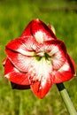 Amaryllis belladona (Hipperastrum) Royalty Free Stock Photo