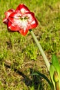 Amaryllis belladona (Hipperastrum) Royalty Free Stock Photo