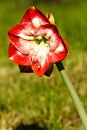 Amaryllis belladona (Hipperastrum) Royalty Free Stock Photo
