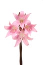 Amaryllis Belladonna