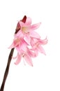 Amaryllis Belladonna Royalty Free Stock Photo