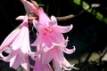 Amaryllis belladonna, Jersey lily,Belladonna-lily, Naked-lady-lily