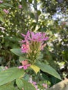 Amaryllis belladonna,the Jersey lily,belladonna-lily, naked-lady-lily,or March lily