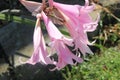 Amaryllis belladonna, Jersey lily,Belladonna-lily, Naked-lady-lily