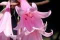 Amaryllis belladonna, Jersey lily,Belladonna-lily, Naked-lady-lily