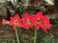 Amaryllis or belladonna lilies, a flowering house, bulbous plant