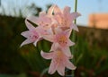 Amaryllis belladonna stem with five pink flowers in full bloom