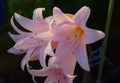 Amaryllis belladonna stem with five pink flowers in full bloom