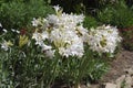 Amaryllis belladonna 'White Queen' flowers.