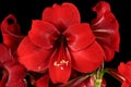 Amaryllis on black Royalty Free Stock Photo