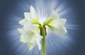 White Amaryllis on blue starburst background Royalty Free Stock Photo