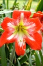 Amaryllis bloom, red and white striped