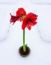 Amaryllis Blooming placed in Snow covered Garden for Contrast