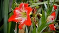 Amaryllis blooming, red and white striped