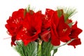 Amaryllis blossoms. Red christmas flowers bouquet Royalty Free Stock Photo